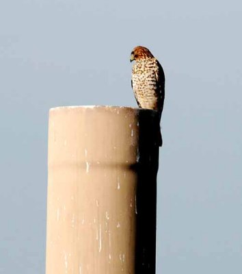 Birds of the Delta