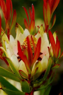 UC Santa Cruz Arboretum (May, 2009)