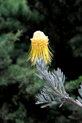 UC Santa Cruz Arboretum