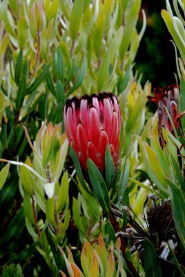 UC Santa Cruz Arboretum