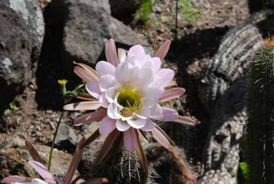 Desert Blooms & Succulents