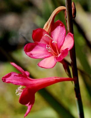 Flowers From the Garden