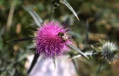 Wildflowers of Mt. Diablo