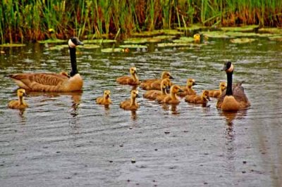all in the family...Michigans Seney NWR