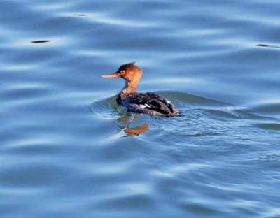 Bodega Bay  & The Sonoma Coast