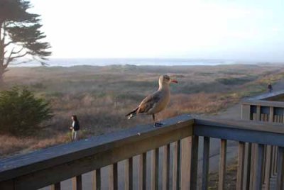 Mendocino Coast, 9-09