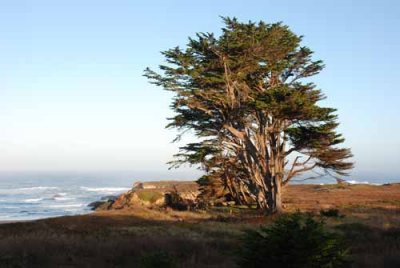 Mendocino Coast, 9-09