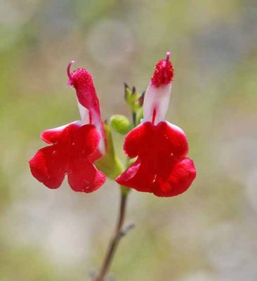 Flowers From the Garden