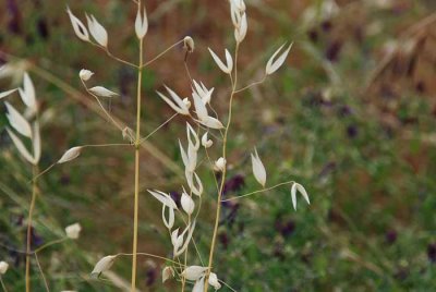 Wildflowers of Mt. Diablo