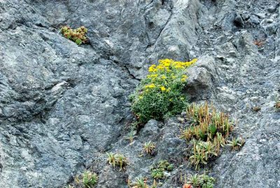 Bodega Bay  & The Sonoma Coast