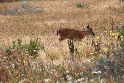 Bodega Bay  & The Sonoma Coast