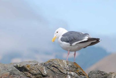 Bodega Bay  & The Sonoma Coast