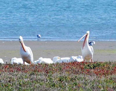 Bodega Bay  & The Sonoma Coast