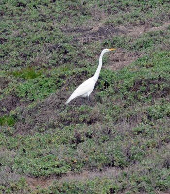 Bodega Bay  & The Sonoma Coast