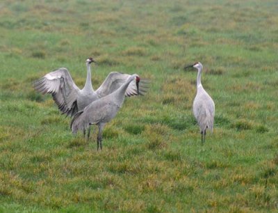 The Courtship Dance of the Sandhill Crane