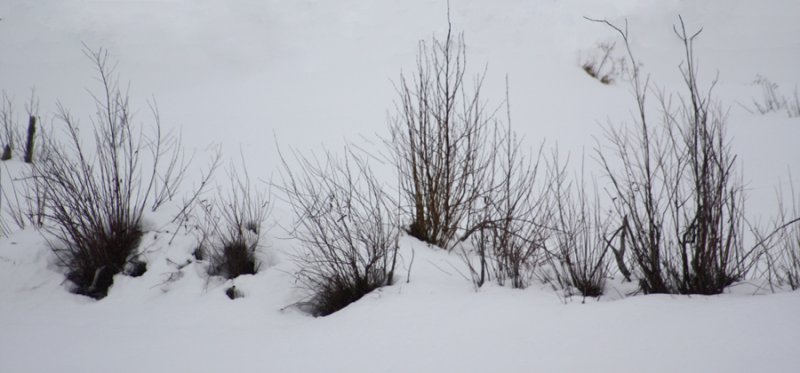 Winter Hedge.jpg