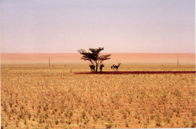 Gemsbok.jpg