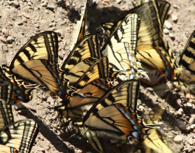 Butterfly Wings2.jpg