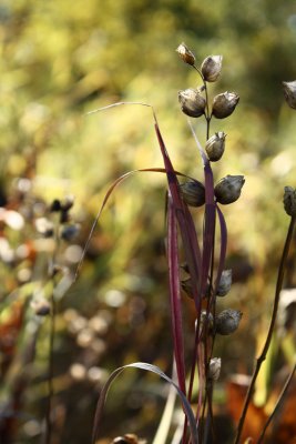 Fall Grass09_3.jpg