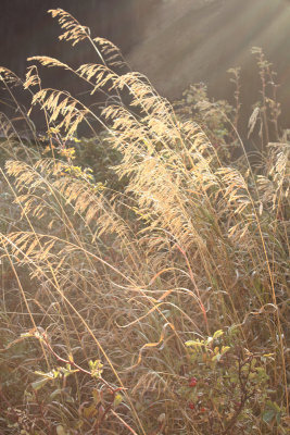 Fall Grass09_5.jpg