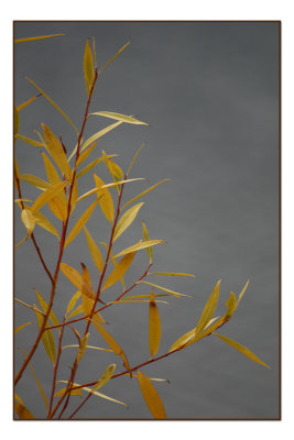 Fall Willow.jpg