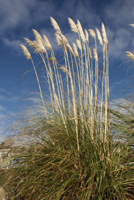 Pampas Grass.jpg