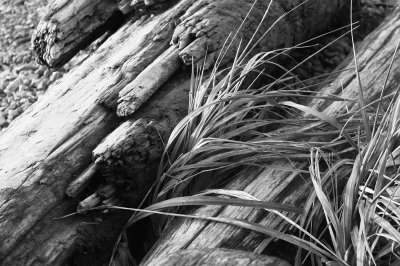 Grass  Driftwood.jpg