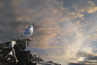 Seagull at sunset.jpg