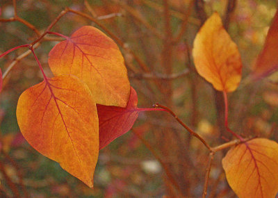 Autumn Leaves6_12.jpg