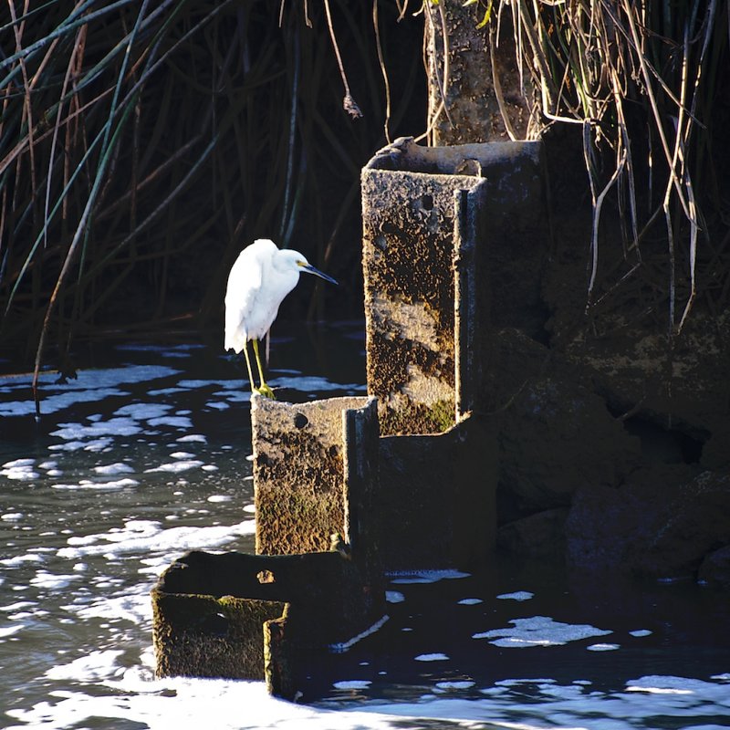 .....egret goes fishing.....