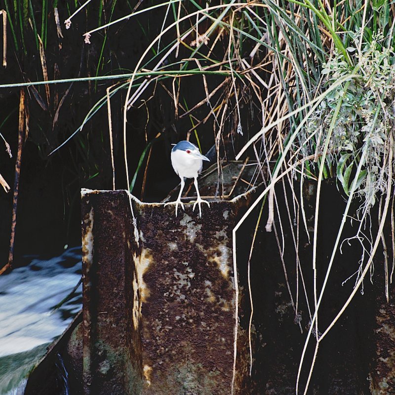  heron, no egrets...