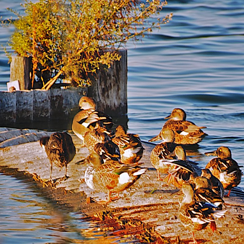 mallards