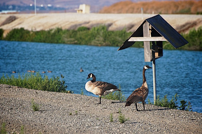 Geese in the No. 2 most threatened waterfowl habitat on the continent