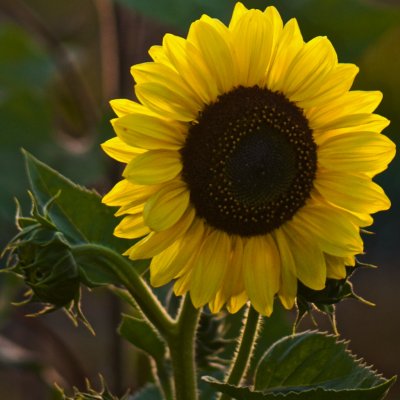 sunflowers