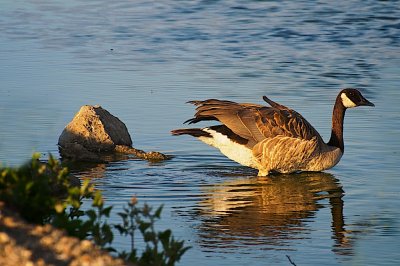 Canada goose flees....