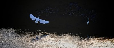 egrets at sundown