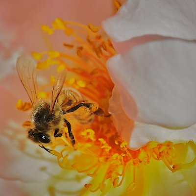 rosy bee  1165.jpg