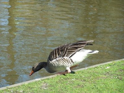Water Birds
