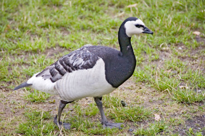 Barnacle Goose