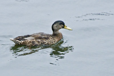 Mallard F