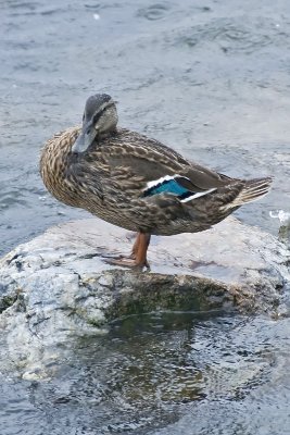 Mallard M