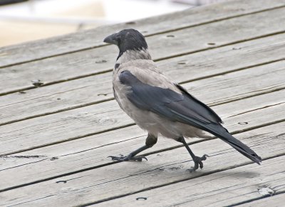 Hooded Crow