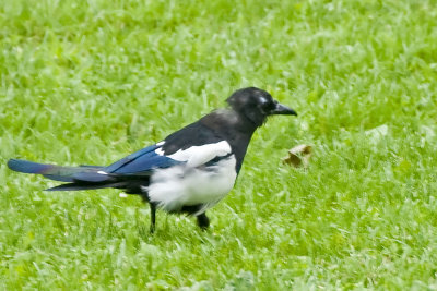 European Black-billed Magpie