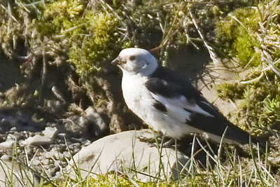 Snow Bunting