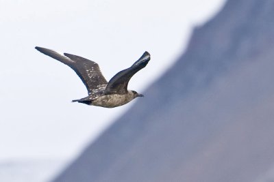 Great Skua