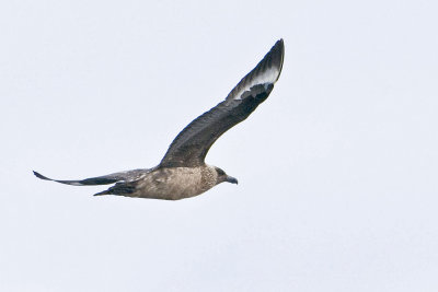 Great Skua