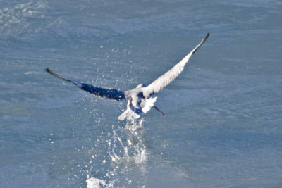 _DSC9383-Liefdefjorden.jpg