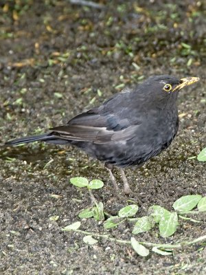 Eurasian Blackbird
