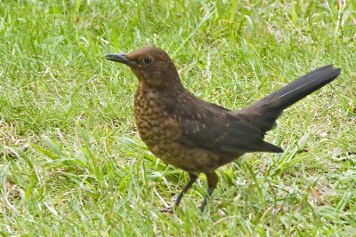 Eurasian Blackbird F