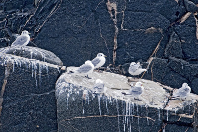 Kittiwake